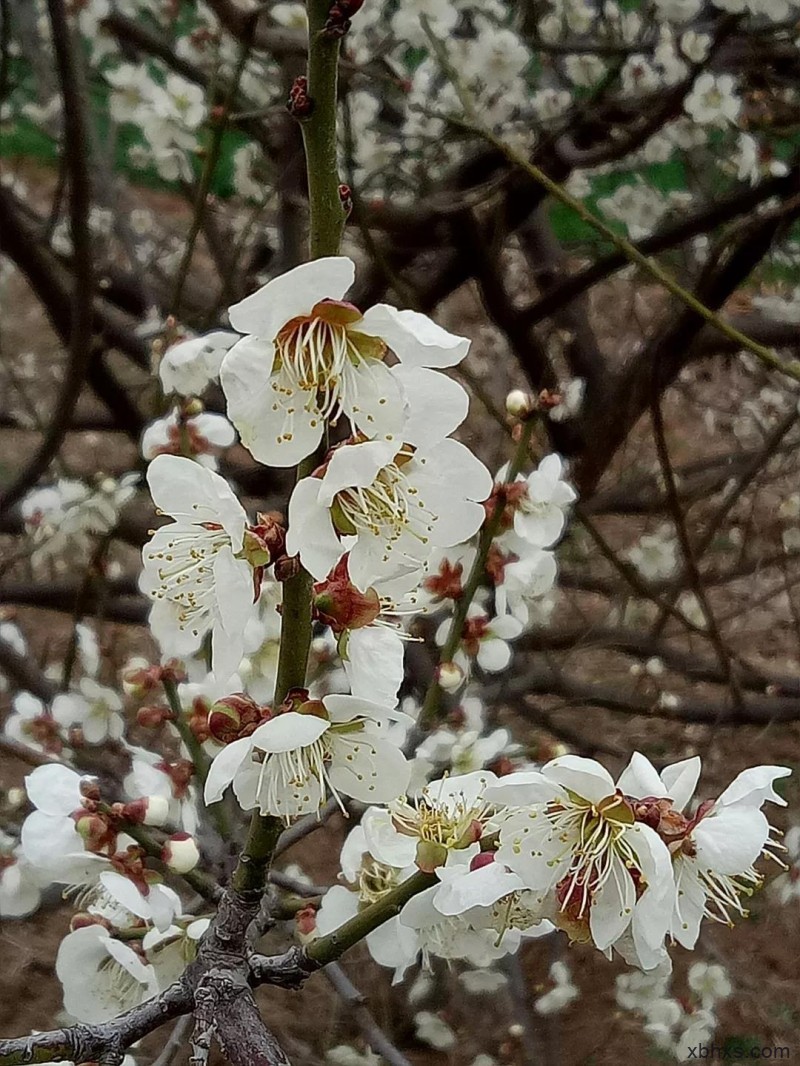 万芳桥下桃花开