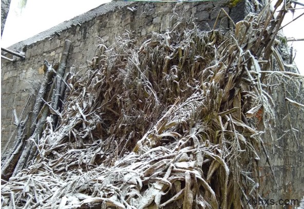 《生活不易，敬之以美》雪似相思久，推门扑面来。