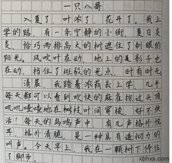 一只八哥
