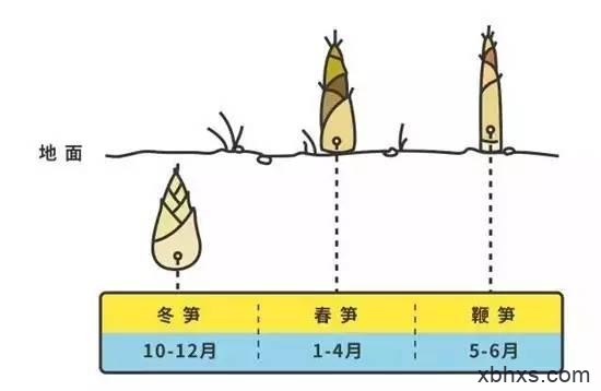 【春笋】春天的高毛利食材！“应季小鲜肉”你值得拥有