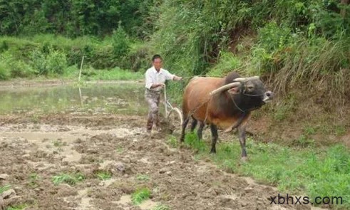 扶着犁，亲自耕出一片天地来