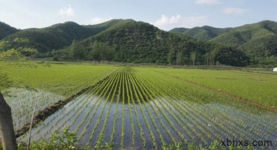 水田趣事