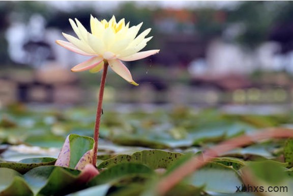 《等一朵花开》