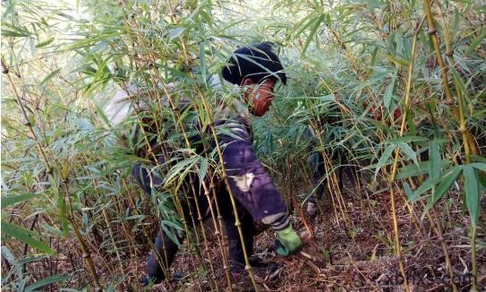 勤劳的孩子压弯了腰,带着充满自信的笑容和收获走回家的图片 第1张 勤劳的孩子压弯了腰,带着充满自信的笑容和收获走回家