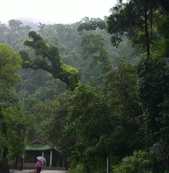 烟雨鼎湖山