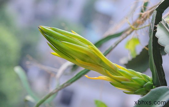 【剑花】霸气无比的清补花