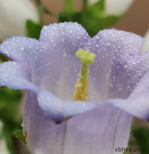 风铃花