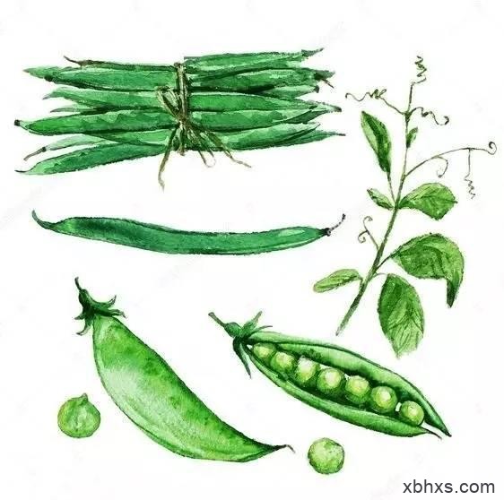 【绿豆】传说中消暑解毒的济世良谷，燥热夏日里的“小清新”