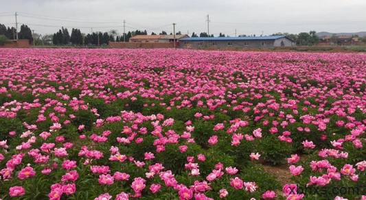 春日里的花事