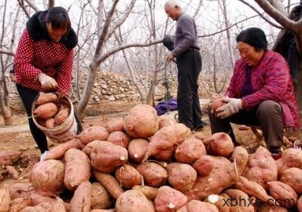 忆童年的山药窖