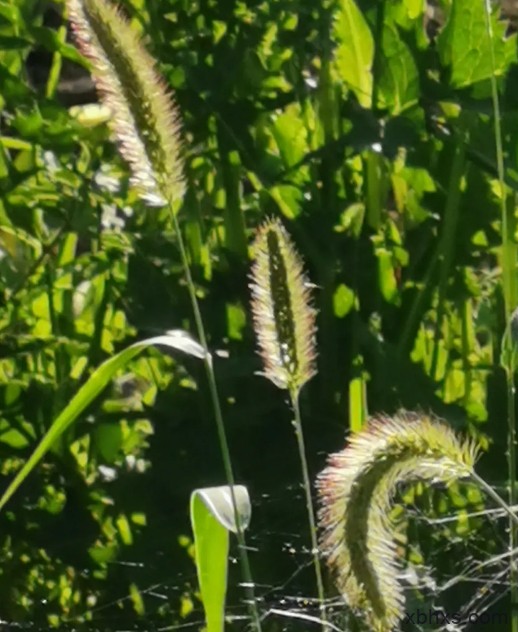 夏日的土炕