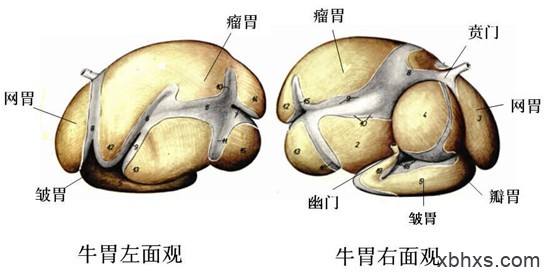 【牛肚】毛肚、金钱肚都是牛肚吗？牛有多少个肚？