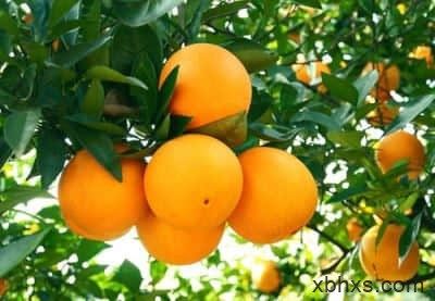秋季吃橘子的6大好处