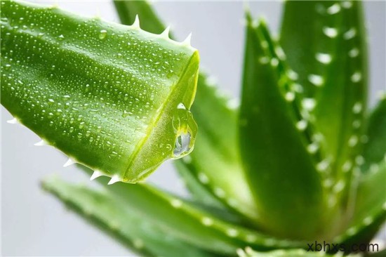 把它做成菜，迅速俘获女性食客的心！